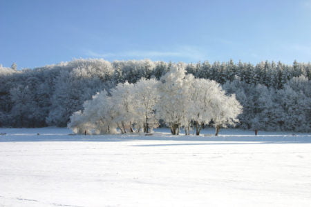 Winter trees